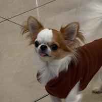 Chihuahua toy femmina per accoppiamento