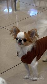 Chihuahua toy femmina per accoppiamento