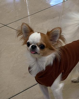 Chihuahua toy femmina per accoppiamento