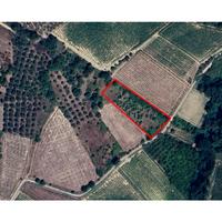 Terreno Agricolo Frisa - Uliveto e Vigna