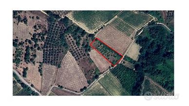 Terreno Agricolo Frisa - Uliveto e Vigna