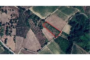 Terreno Agricolo Frisa - Uliveto e Vigna