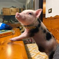 Cucciolo minipig