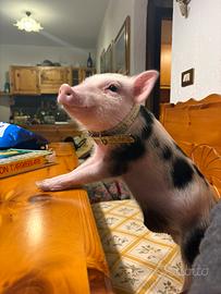 Cucciolo minipig