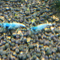 Caridine Blue Bolt Cantonensis per acquario