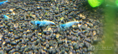 Caridine Blue Bolt Cantonensis per acquario