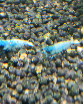 Caridine Blue Bolt Cantonensis per acquario