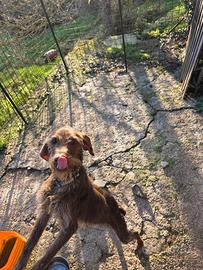 Cucciolo Drahthaar 18 mesi