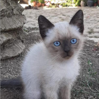 Gattino/a tipo siamese