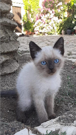 Gattino/a tipo siamese