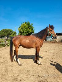 Cavallo Arabo purosangue