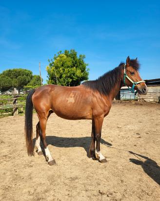 Cavallo Arabo purosangue