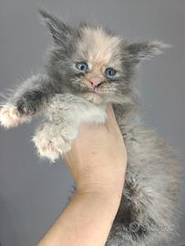 Cucciole femmine Maine coon