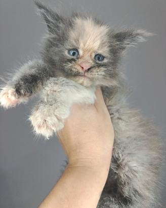 Cucciole femmine Maine coon