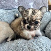 Cuccioli di chihuahua