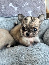 Cuccioli di chihuahua