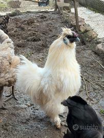 Gallo moroseta