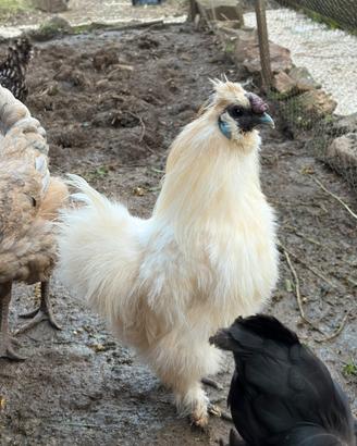 Gallo moroseta