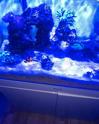 Acquario marino