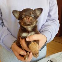 Cuccioli di chihuahua
