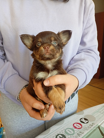 Cuccioli di chihuahua