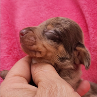 Bassotta arlecchino Kaninken