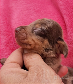 Bassotta arlecchino Kaninken