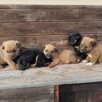 Cane Pitbull Rottwailer