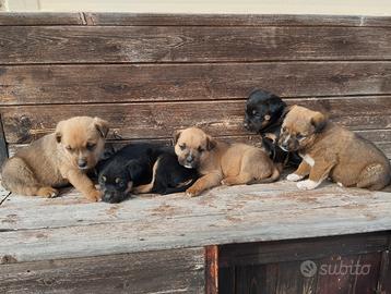 Cane Pitbull Rottwailer