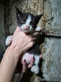 Gatto maschio pelo lungo