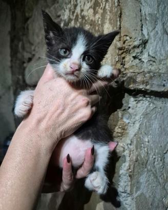 Gatto maschio pelo lungo