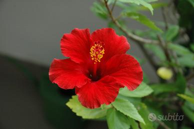 Ibiscus rosso in vaso