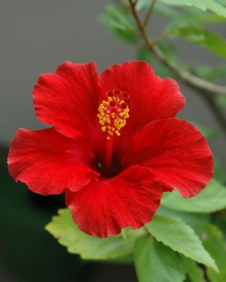 Ibiscus rosso in vaso