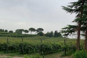 Terreno di 60000 m² a Faenza