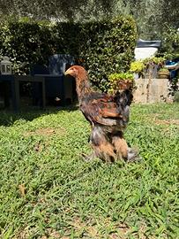 Galline ornamentali