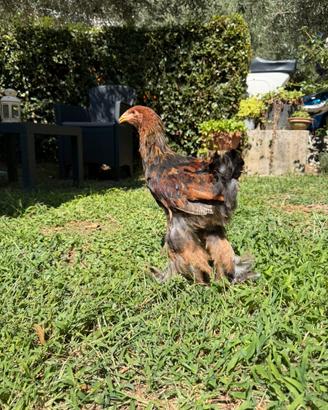 Galline ornamentali