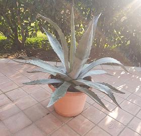 Agave americana