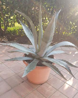 Agave americana