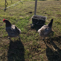 Galline Australorp