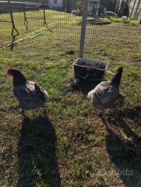 Galline Australorp