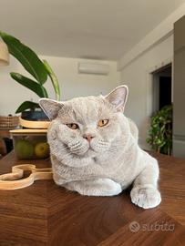 British shorthair Lilac disponibile per monta