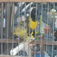 Coppia lucherini testa nera