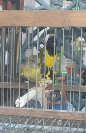 Coppia lucherini testa nera