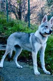 Cane Lupo Cecoslovacco