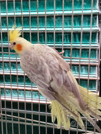 Pappagalli calopsite