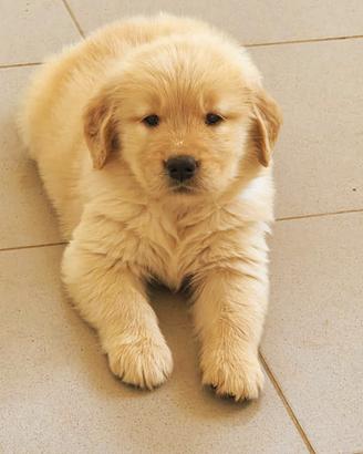 Cuccioli golden retriever americano