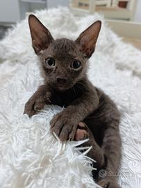 Sphynx marrone brasce