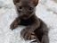 Immagine 1