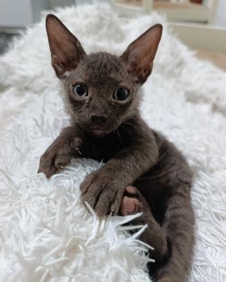 Sphynx marrone brasce