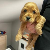 Cocker spaniel inglese